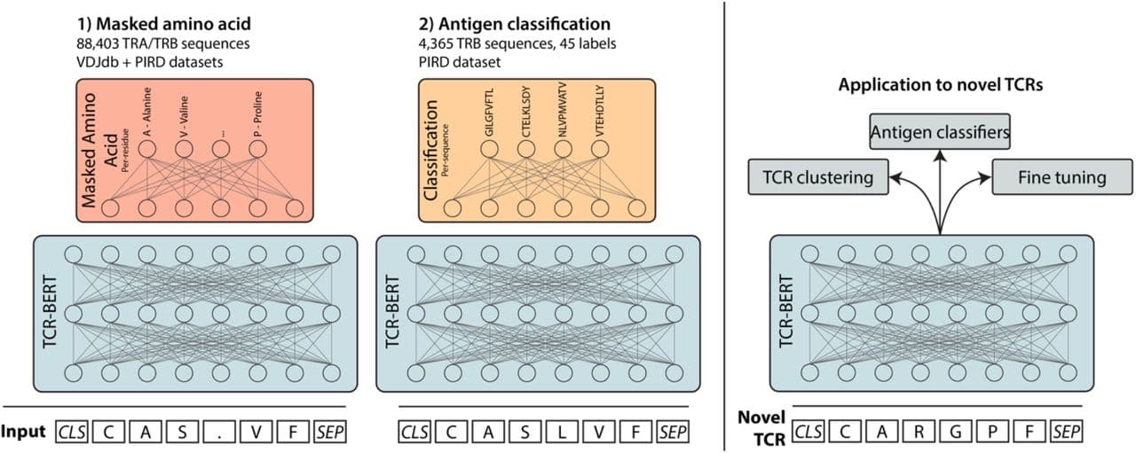 The pMHC-TCR binding model
