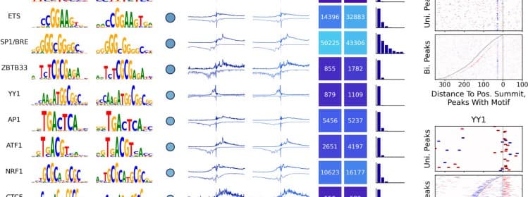 Motifs found by the ProCapNet model